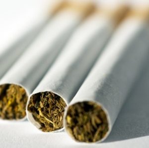Nahaufnahme von vier gedrehten Zigaretten oder Joints, die nebeneinander auf einer weißen Fläche liegen, wobei die Enden zur Kamera zeigen und die Tabak- oder Kräuterfüllung sichtbar ist.
