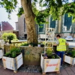 Eine Person in gelber Weste pflegt Pflanzen in hölzernen Pflanzkübeln, die um einen großen Baum auf einem städtischen Platz angeordnet sind, mit einer Kirche und anderen Gebäuden im Hintergrund.