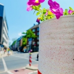 Rosafarbene Blumen blühen aus einem großen weißen Pflanzgefäß mit roten Sprenkeln und einem roten Streifen auf einer sonnigen Stadtstraße mit unscharfen Gebäuden und Autos im Hintergrund.