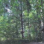 Zwei Personen bewegen sich in einem Hochseilgarten in einem Wald und balancieren auf hängenden Holzplattformen zwischen hohen Bäumen. Große Buchstaben mit der Aufschrift KLETTERWALD hängen in der Luft. Darunter befindet sich ein Picknicktisch.