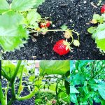 Collage von Gartenpflanzen: reife rote Erdbeeren und grüne Blätter über dunkler Erde im oberen Bild, mit Nahaufnahmen von grünen Stängeln, kleinen Knospen und Blättern verschiedener Gemüsepflanzen in den unteren Bildern.
