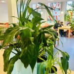 Eine Nahaufnahme von zwei grünen Topfpflanzen auf einem Holztisch in einem hellen, modernen Innenraum, mit Menschen, die an Tischen sitzen und sich unterhalten, im unscharfen Hintergrund.