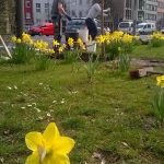 Zwei Personen arbeiten auf einer grasbewachsenen Fläche am Straßenrand, umgeben von blühenden gelben Narzissen, mit städtischen Gebäuden und geparkten Autos im Hintergrund. Im Vordergrund ist eine Nahaufnahme einer einzelnen Narzisse zu sehen.