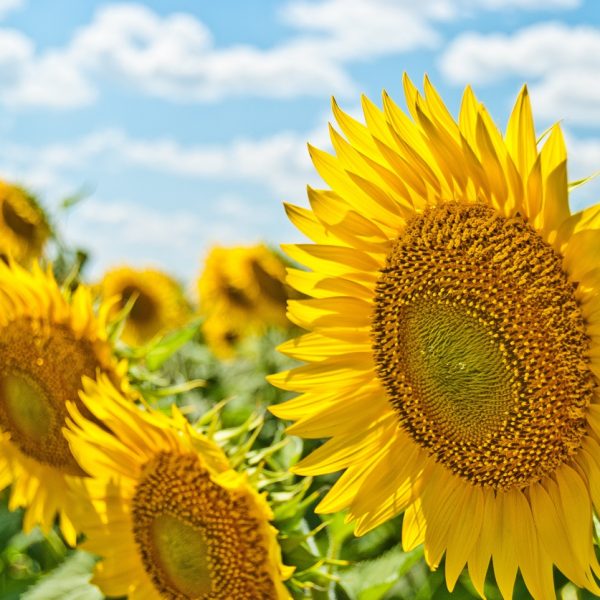 Eine Nahaufnahme von leuchtend gelben Sonnenblumen in voller Blüte auf einem Feld unter einem blauen Himmel mit vereinzelten weißen Wolken. Die Sonnenblumen sind dem Sonnenlicht zugewandt, und grüne Blätter umgeben ihre Stängel.