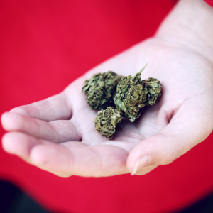 Eine Person, die einen roten Ärmel trägt, hält mehrere kleine, getrocknete Cannabisknospen in ihrer Handfläche.