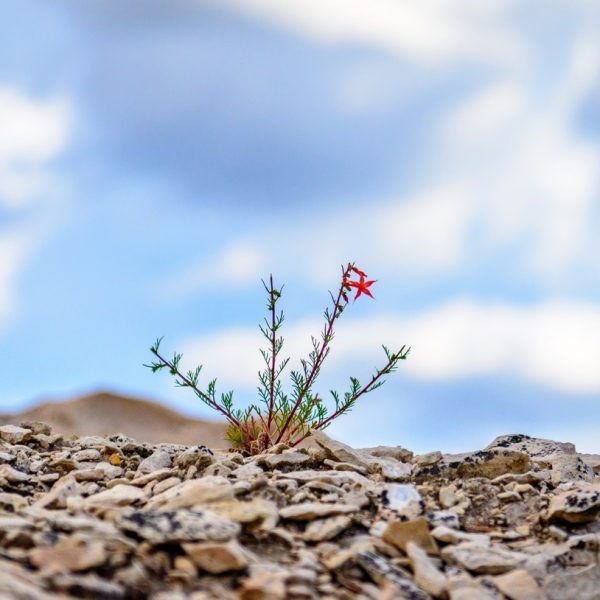 Eine kleine, zarte Pflanze mit dünnen grünen Stängeln und einer einzelnen roten Blüte wächst zwischen hellen Felsen unter einem teilweise bewölkten Himmel.