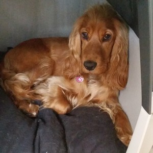 Ein brauner Cocker Spaniel mit langen Ohren liegt auf einem schwarzen Kissen in einer weißen Plastikhundebox und schaut ruhig in die Kamera.