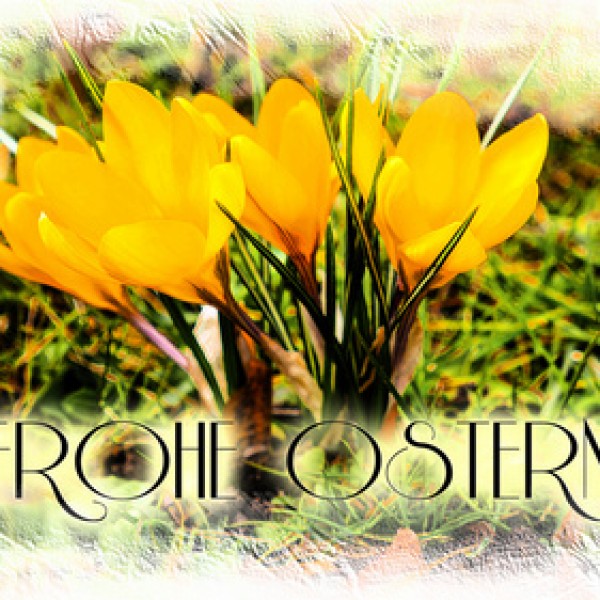 Leuchtend gelbe Krokusblüten blühen im Gras, umgeben von einem weichen weißen Rand. Die deutschen Worte Frohe Ostern sind in eleganter Schrift am unteren Rand des Bildes geschrieben.