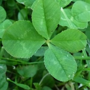 Eine Nahaufnahme eines vierblättrigen Klees inmitten von grünem Gras und anderen Kleeblättern.