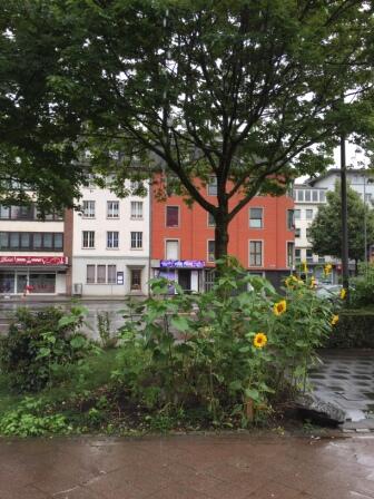 Im Vordergrund ist ein kleiner städtischer Garten mit blühenden Sonnenblumen zu sehen, während im Hintergrund ein nasser Bürgersteig, ein Baum und bunte Gebäude die Straße an einem bewölkten Tag säumen.