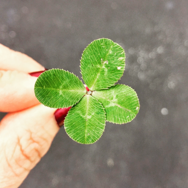 Eine Hand mit rot lackierten Nägeln hält ein vierblättriges Kleeblatt vor einem verschwommenen grauen Hintergrund.