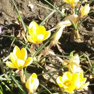 Gelbe und violette Krokusblüten blühen inmitten von grünem Gras auf einem sonnenbeschienenen, unebenen Fleck Erde. Die Blüten sind hell und frisch, was auf den frühen Frühling hindeutet.