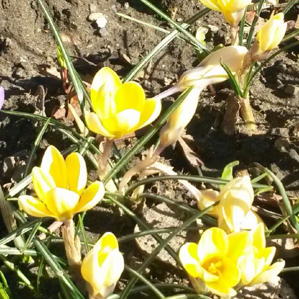 Gelbe und violette Krokusblüten blühen inmitten von grünem Gras auf einem sonnenbeschienenen, unebenen Fleck Erde. Die Blüten sind hell und frisch, was auf den frühen Frühling hindeutet.