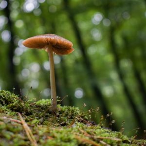 Ein einzelner brauner Pilz mit einem dünnen Stiel wächst aus dem moosigen Boden eines Waldes, mit verschwommenen grünen Bäumen im Hintergrund.