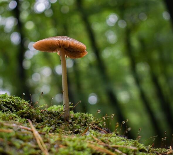 Ein einzelner brauner Pilz mit einem dünnen Stiel wächst aus dem moosigen Boden eines Waldes, mit verschwommenen grünen Bäumen im Hintergrund.