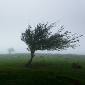 Ein einsamer Baum auf einer Wiese biegt sich scharf nach rechts, geformt durch starken Wind. Der Hintergrund ist neblig, und ein weiterer Baum in der Ferne ist durch den Nebel kaum zu erkennen.