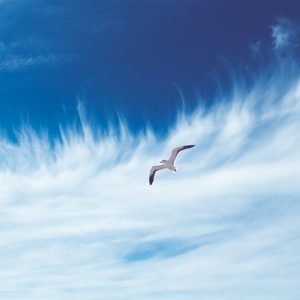Eine einzelne Möwe schwebt vor einem blauen Himmel mit feinen, federartigen weißen Wolken, die sich dramatisch im Hintergrund ausbreiten.