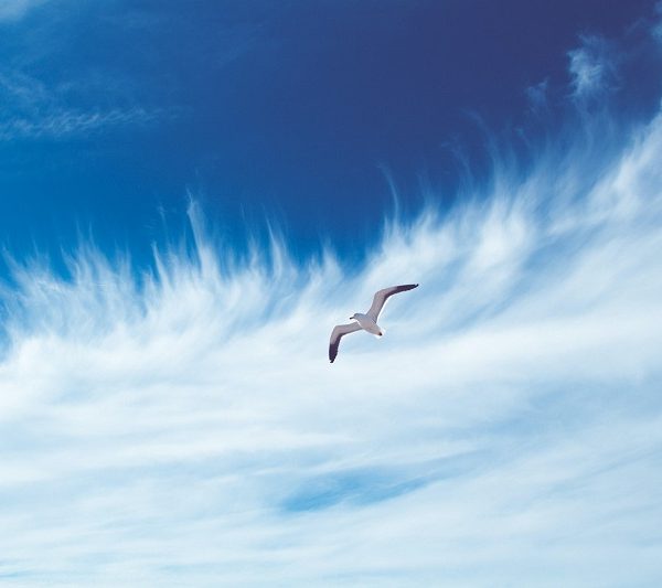 Eine einzelne Möwe schwebt vor einem blauen Himmel mit feinen, federartigen weißen Wolken, die sich dramatisch im Hintergrund ausbreiten.