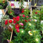 Bunte Blumen und grüne Pflanzen wachsen in hölzernen Pflanzkästen auf einer feuchten Terrasse. Die Szene umfasst rote, rosa, weiße und gelbe Blüten, üppiges Laub und eine Vielzahl kleiner blühender Pflanzen.