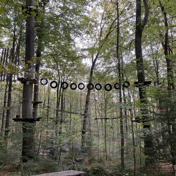 Ein hölzerner Picknicktisch steht auf einer Waldlichtung. Oben hängt ein Hochseilgarten mit hängenden Reifen und Seilen zwischen hohen Bäumen, umgeben von grünem Laub und gefallenen Blättern.