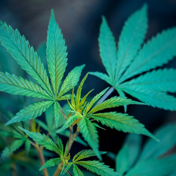 Nahaufnahme von leuchtend grünen Cannabisblättern mit gezackten Rändern und ausgeprägten spitzen Spitzen vor einem unscharfen dunklen Hintergrund.